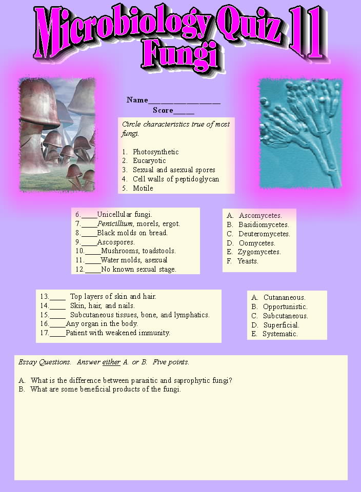 fungi2.jpg